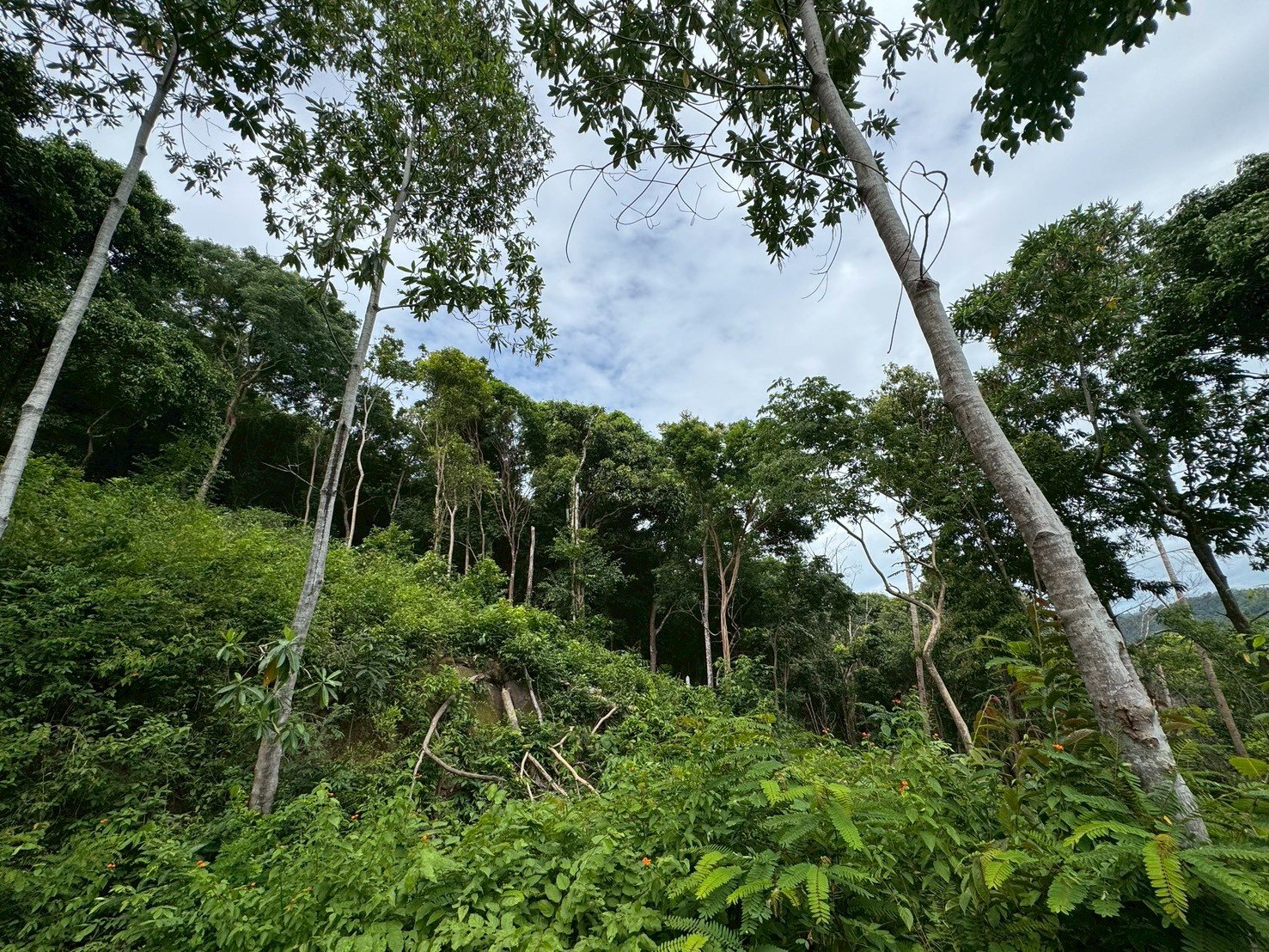 Amazing Sea-View & Sunset Land for Sale – Angthong